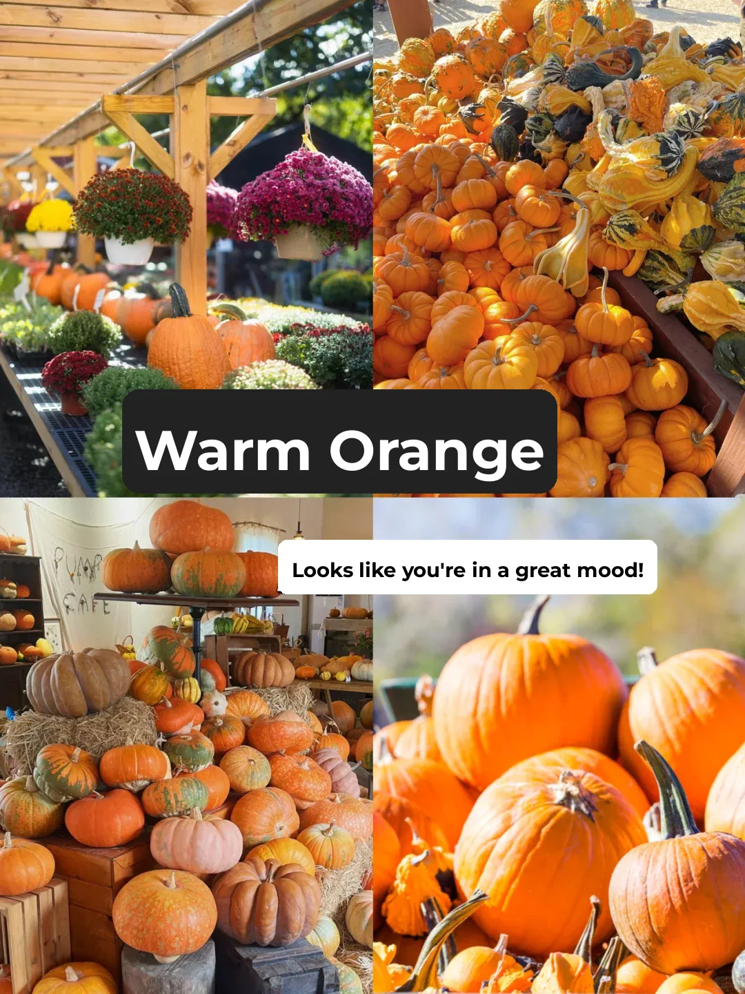 🎃 St. Louis Pumpkin Season 🔟 Top Photo-Worthy Pumpkin Farms to Visit