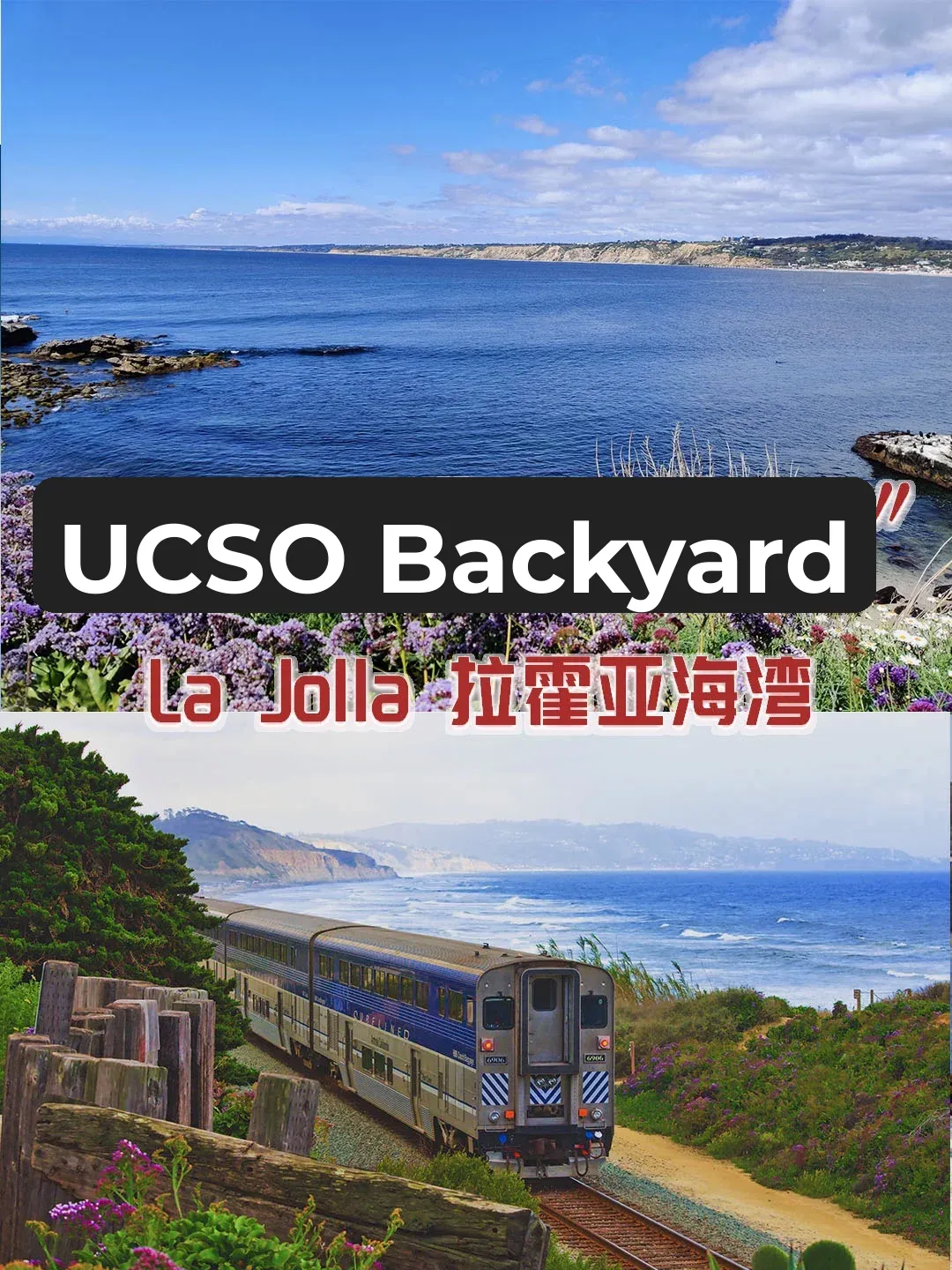UCSD's "Backyard Paradise": La Jolla Cove, San Diego's Stunning Coastal Gem