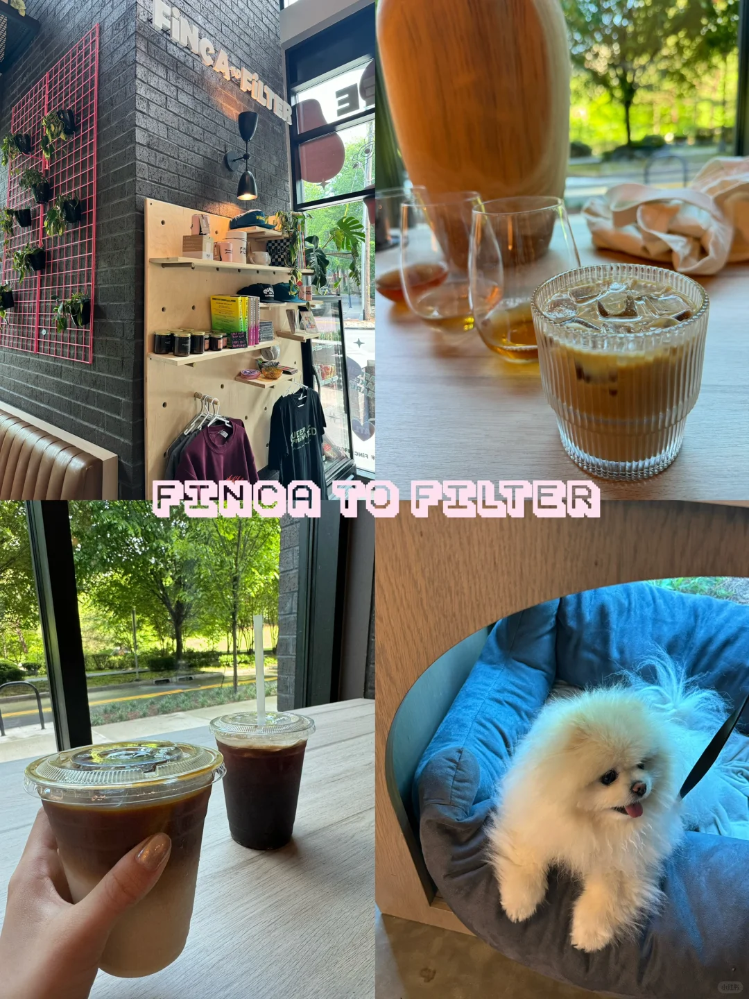 Atlanta | Who Can Resist a Coffee Shop with a Pet Bed? 🥺