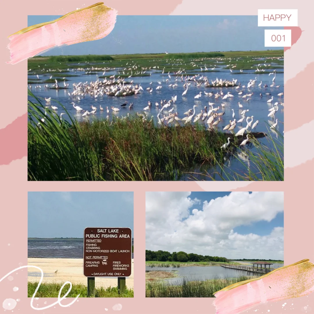 Houston Parks & Fruit Picking Locations Guide – Continuously Updated