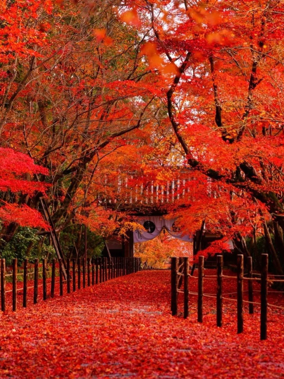 If you miss it, you'll have to wait another year for Kyoto's stunning autumn foliage 🍁.