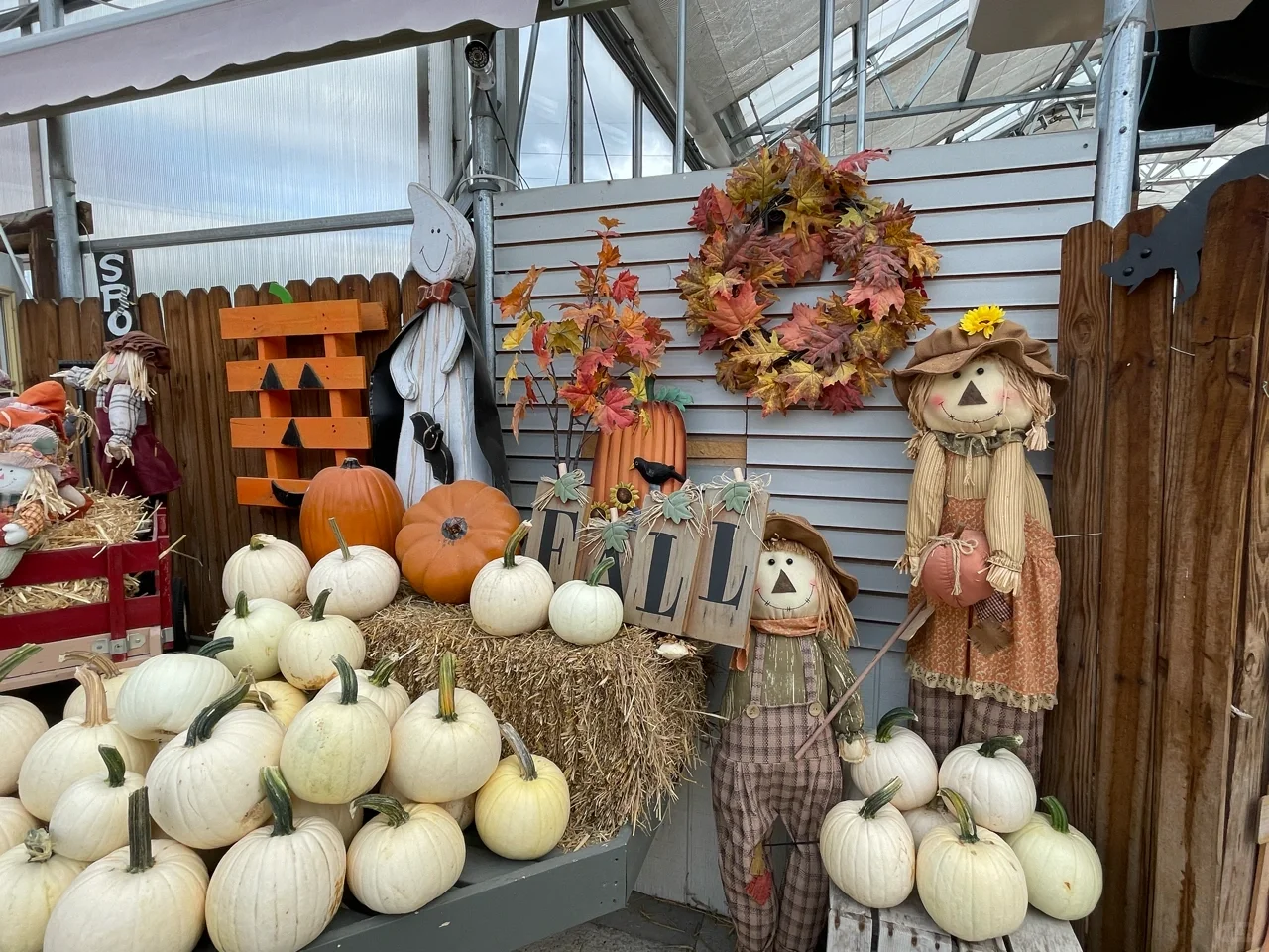Pumpkin Patch in St. Louis