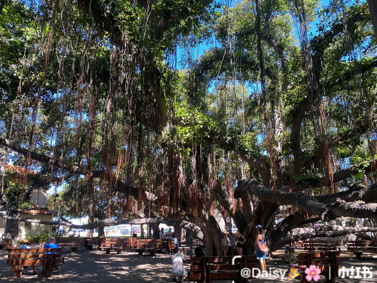 Top Attractions in Lahaina, Maui, Hawaii