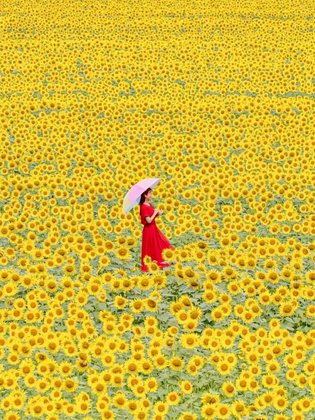 Hidden Gems in Japan | Ultimate Guide to Sunflower Fields Photo Spots