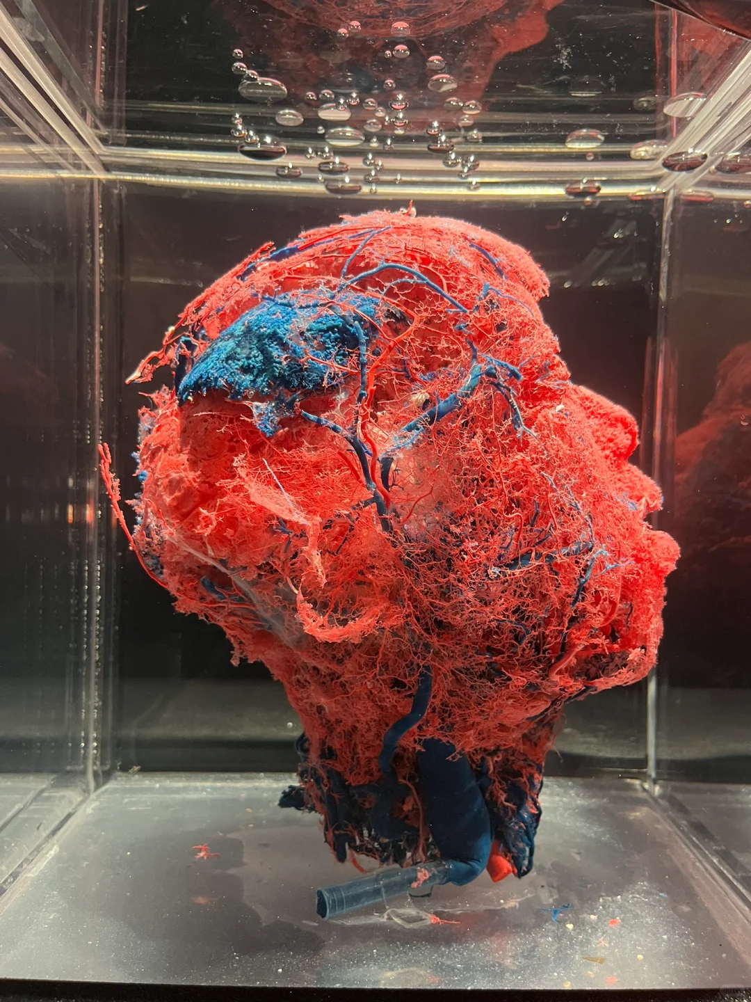 Las Vegas Human Body Exhibit 🫀 A Fascination with the Macabre 👁️ Not for the Faint of Heart