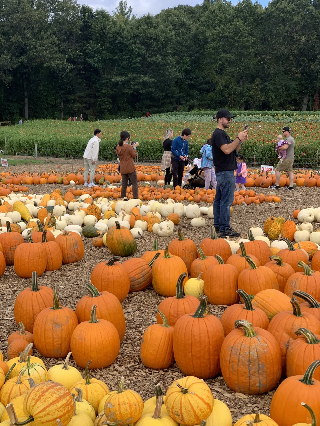 Where to Go in Boston This Weekend: Pumpkin Picking at the Farm🎃 & Cute Lamb Sightings🐑