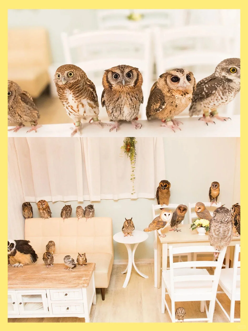 These Animal Cafes in Tokyo Never Get Old!