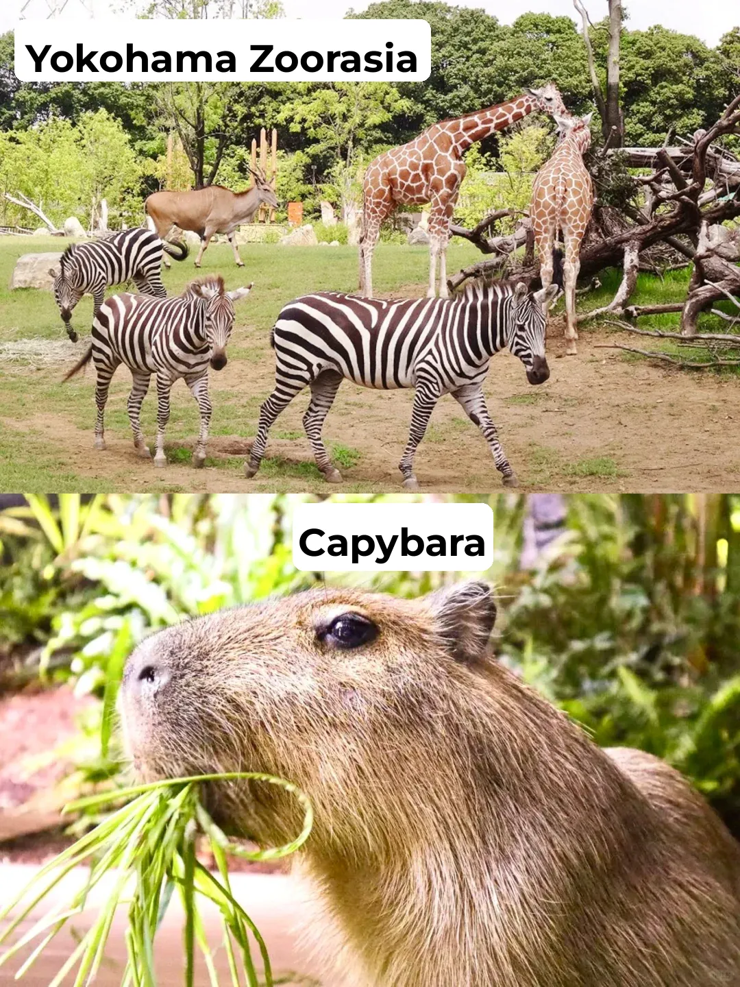 🐼 Ultimate Guide to Must-Visit Zoos in Japan