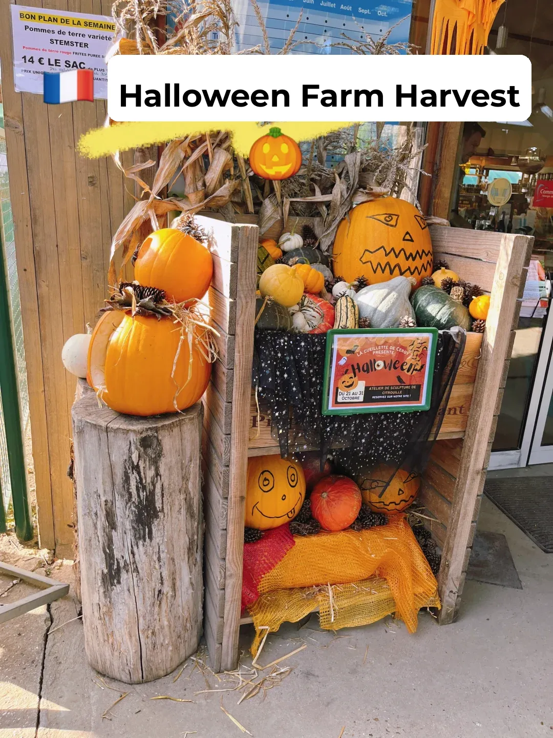 🇫🇷 Halloween Pumpkin & Apple Picking at the Farm in Greater Paris
