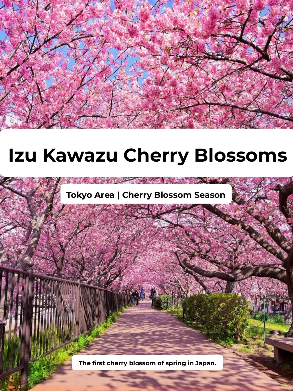 Final Week Alert! Miss it and you'll have to wait a whole year! 🌸 Izu Kawazu Sakura Festival