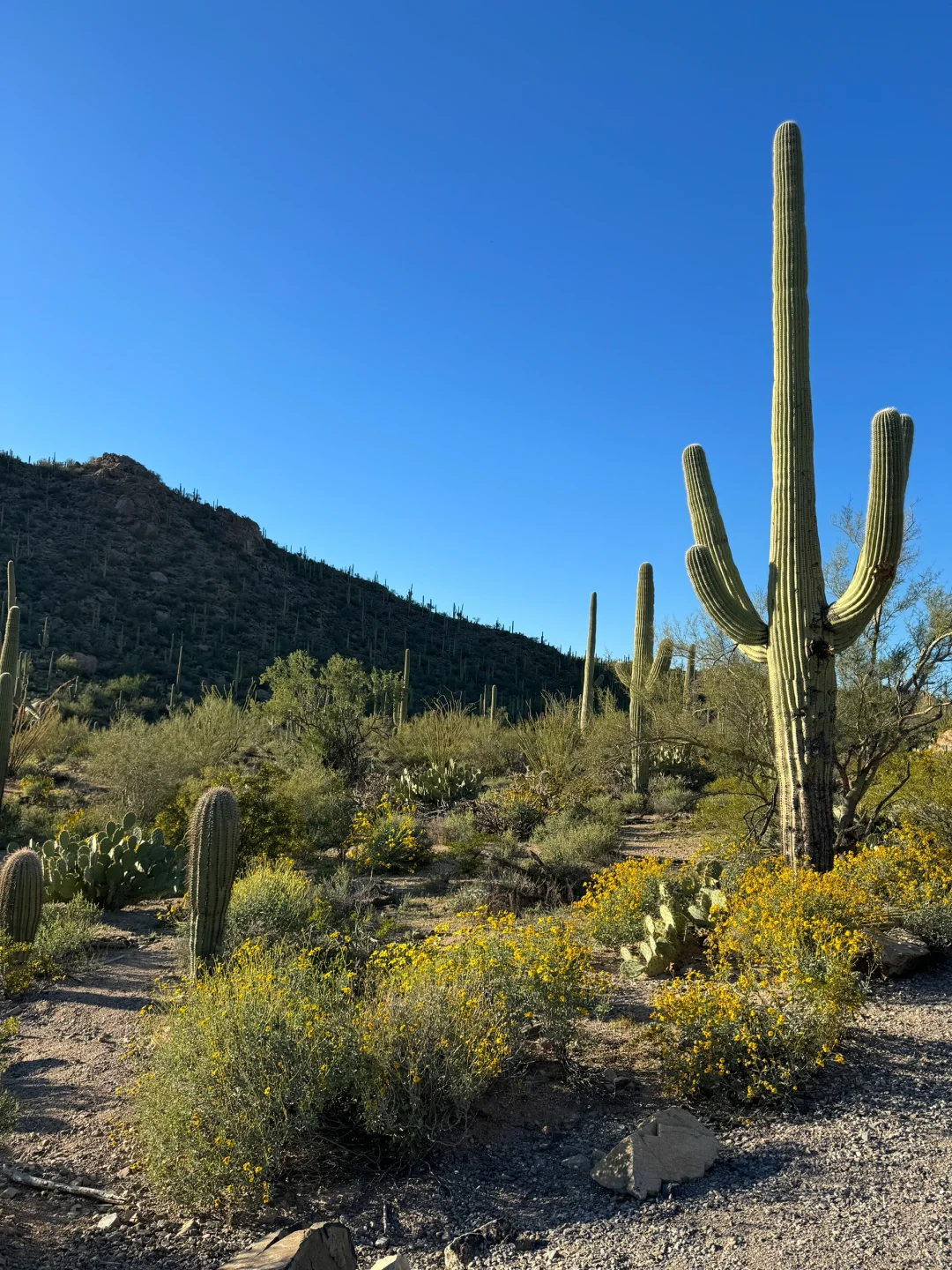 Cactus Season in Tucson: A Blooming Desert Adventure 🌵