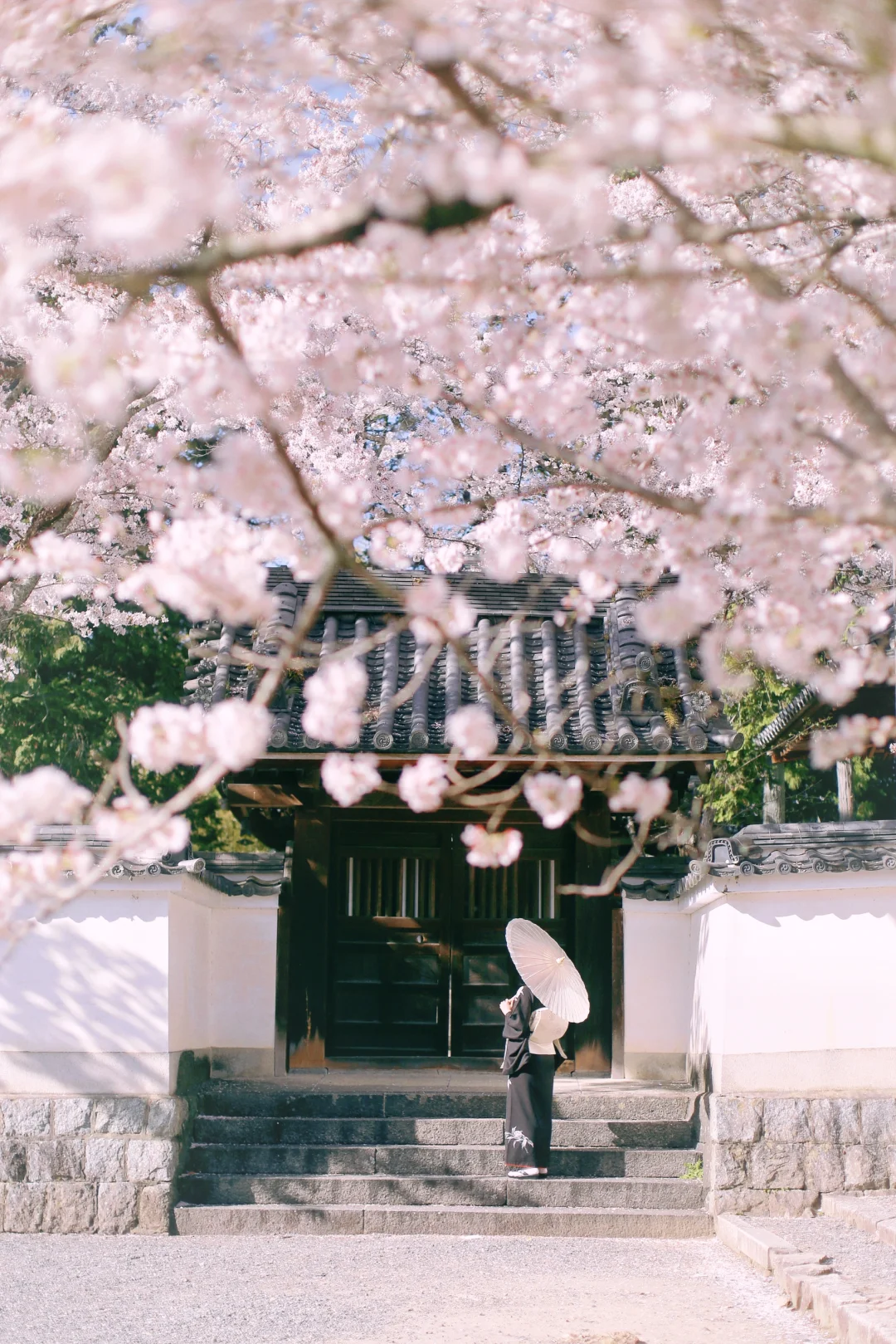 Kyoto | 🌸 Cherry Blossom Season 🌸 Sakura Viewing Guide