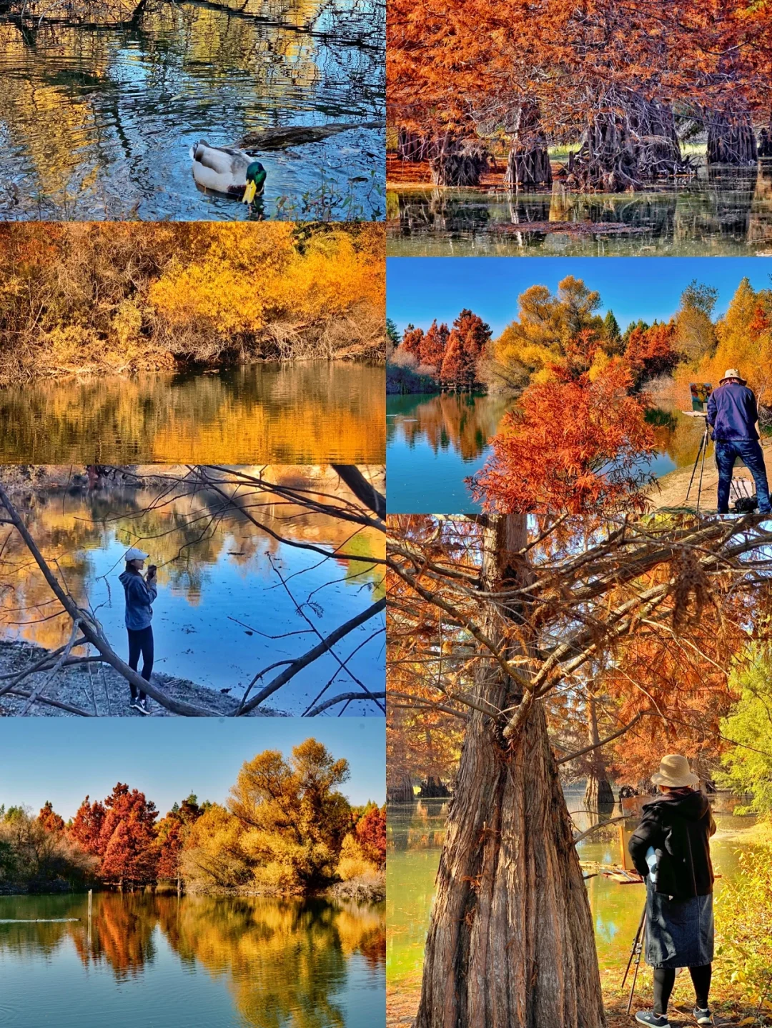🍁 Bay Area Fall Foliage Hotspots | Nearby Edition (Part 1) 🍁