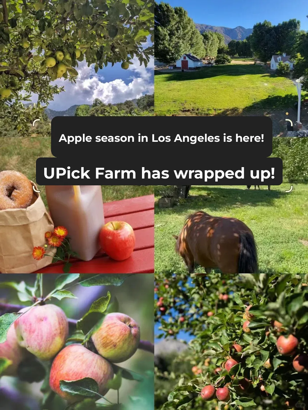 Los Angeles 🍎 Apple Season | U Pick Farm Roundup Is Here!