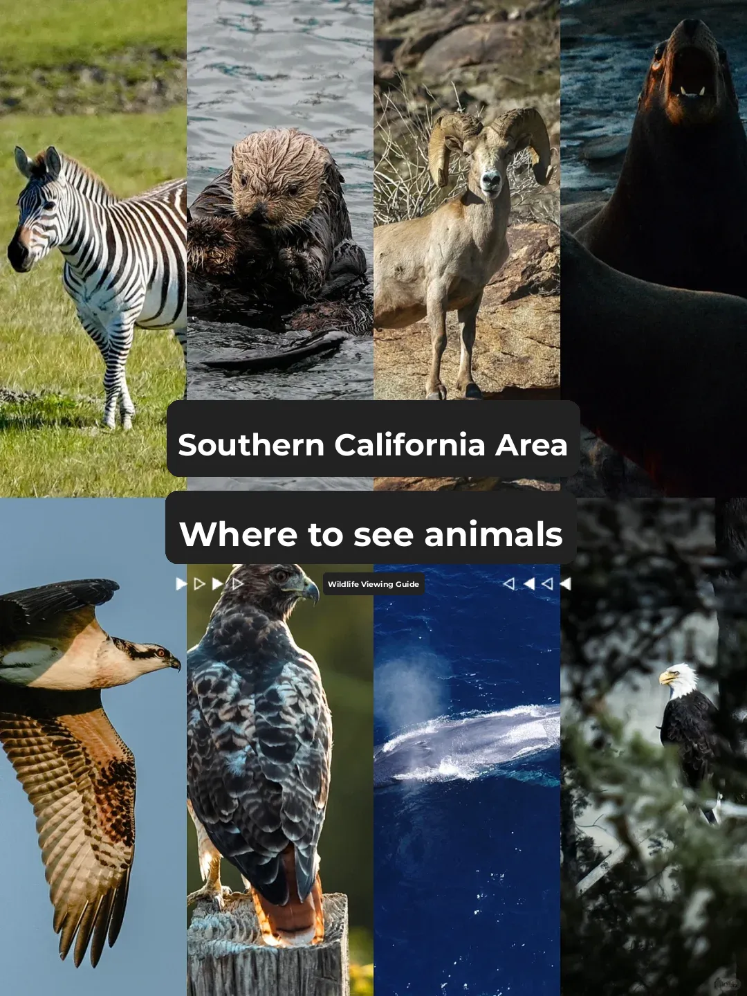 Around Southern California | Where to Find the Wild "Fantastic Beasts" 🦅⁉️