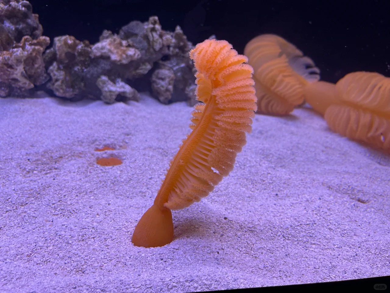 Florida Tampa🤩 A 5-Day Travel Guide to Tampa!