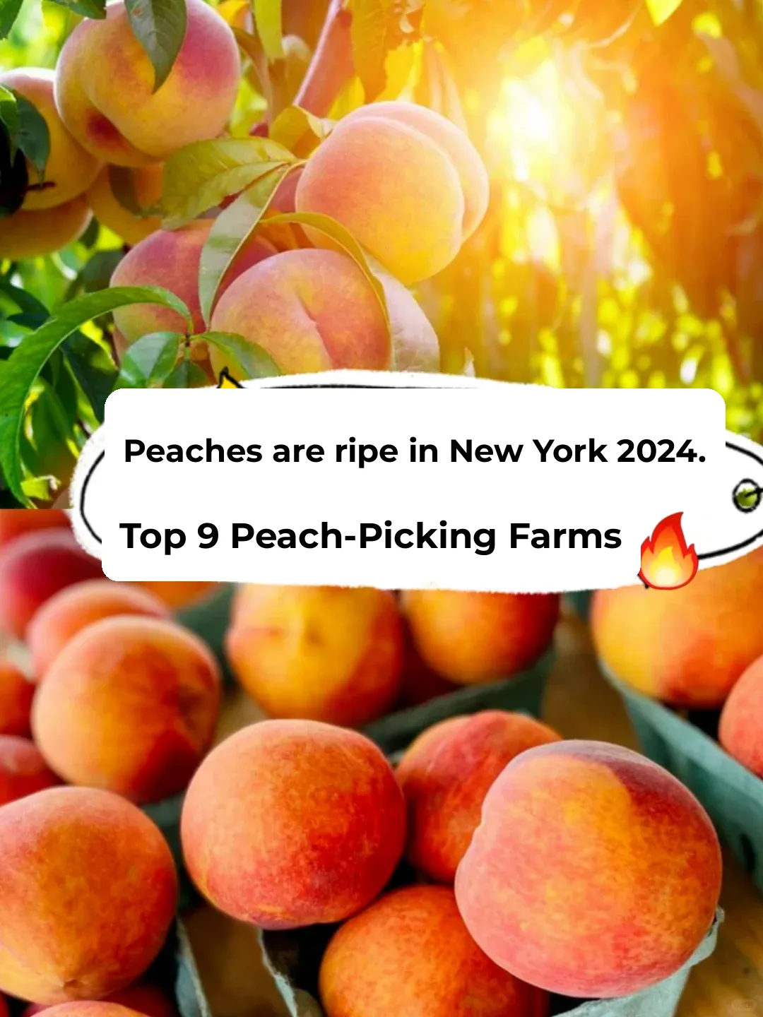 Peaches Are Ripe! 🍑 Top 9 Peach Picking Farms in NYC 2024