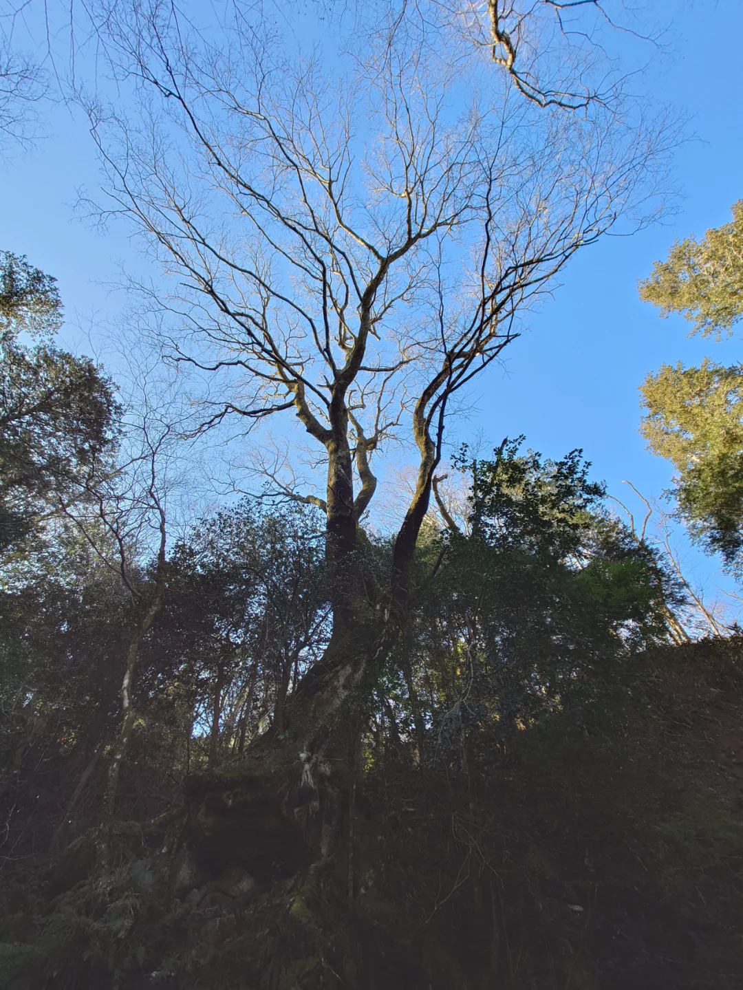 Hakone Yubokuro Road (Kamakura Ancient Path)