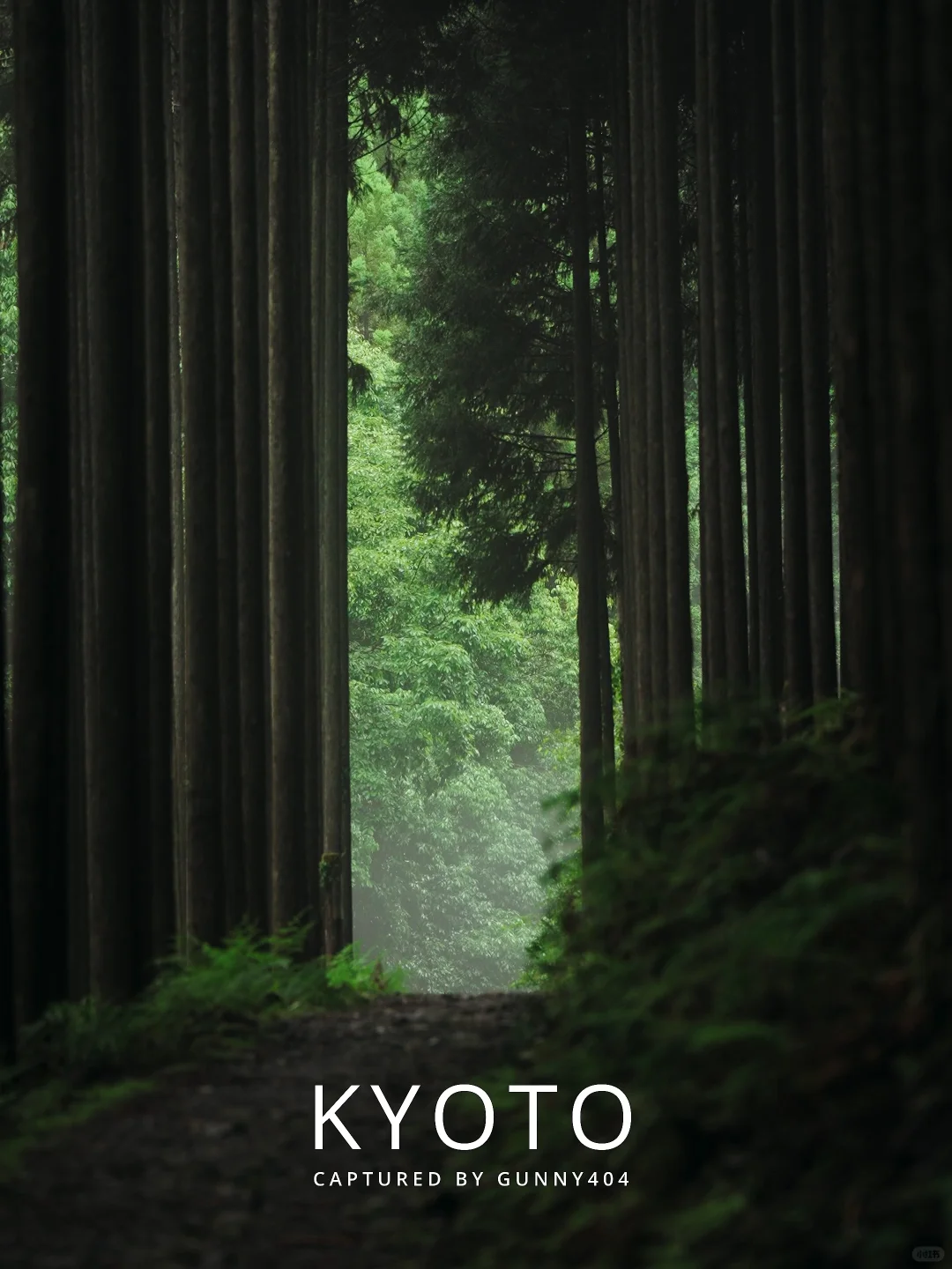 Kyoto | Gateway to the Otherworldly Forest | Live