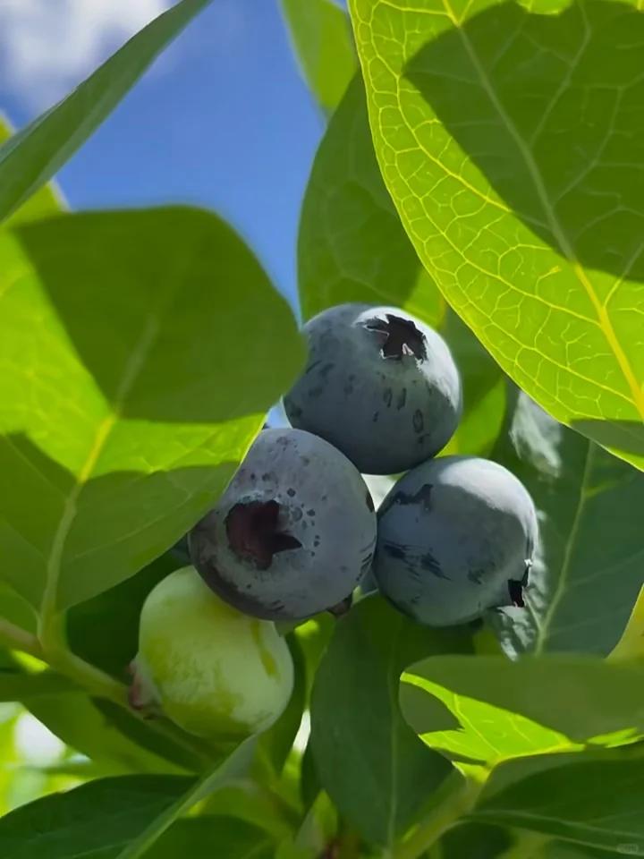🫐Blueberry Picking🍃Location: Orlando, Florida☀️