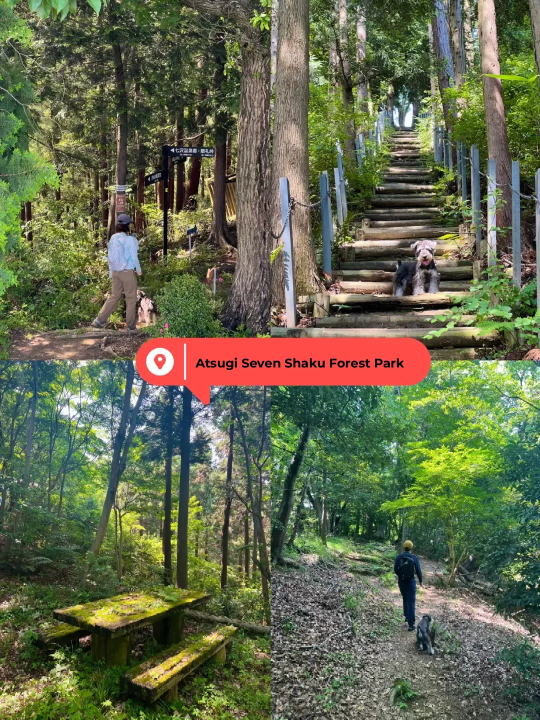 Day Trip Hiking in Tokyo | Few Crowds, Plenty of Hydrangeas