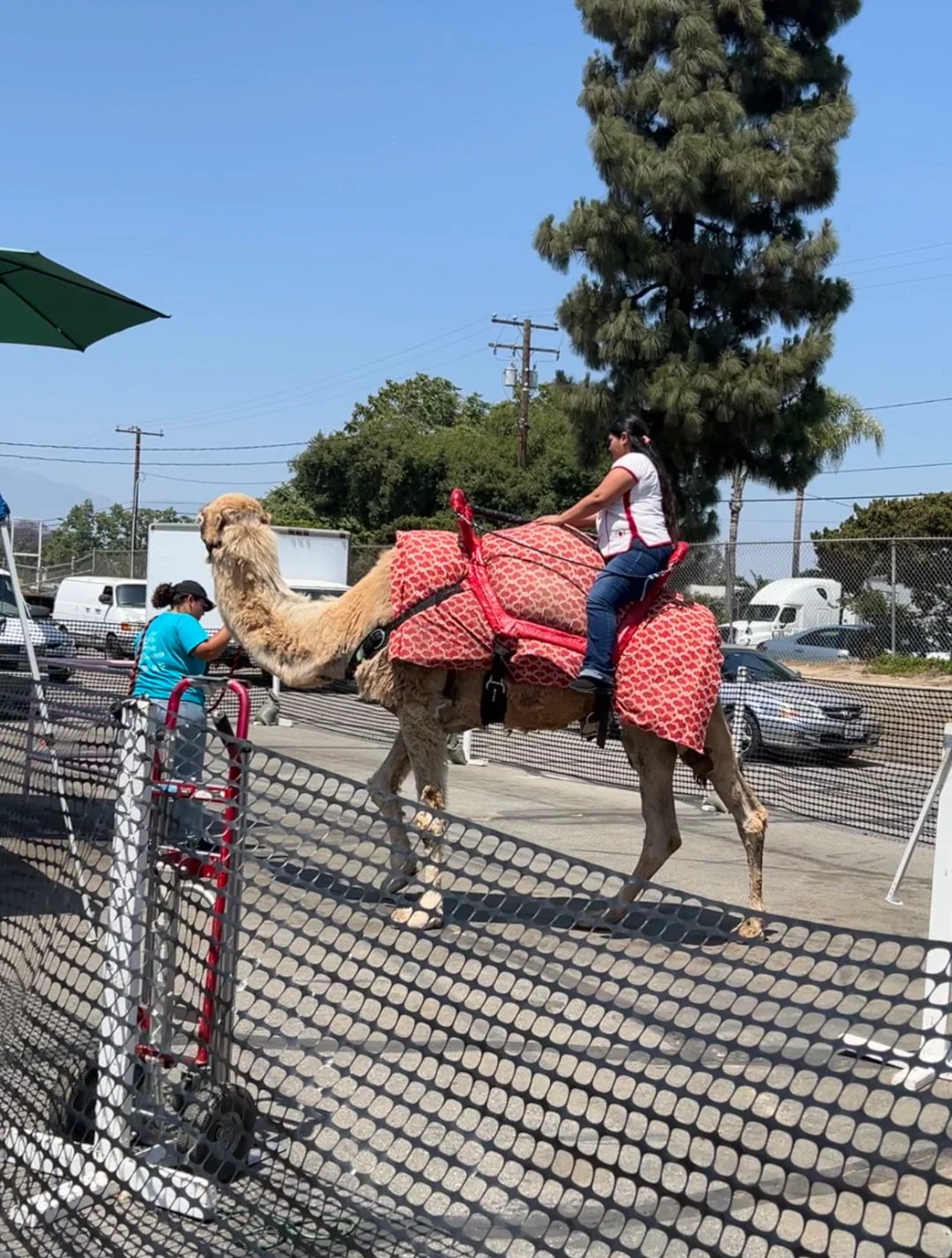 East District Weekend Hotspot! Flower & Bird Market + Various Stalls