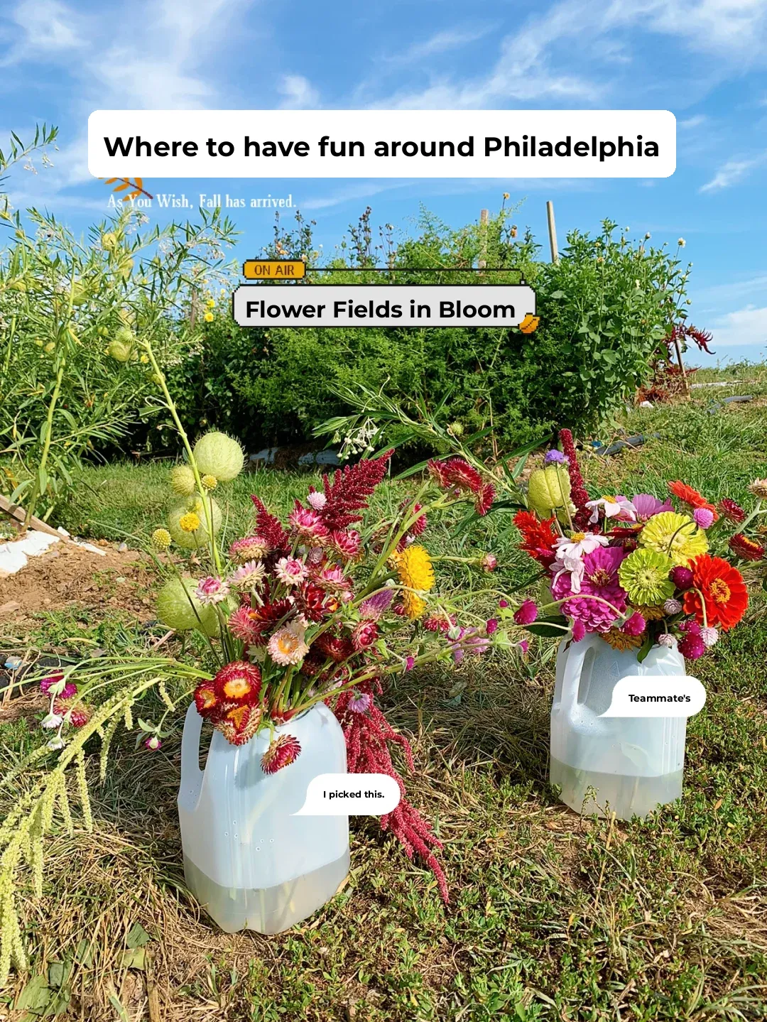 Philadelphia Area | Flower Picking in Full Bloom