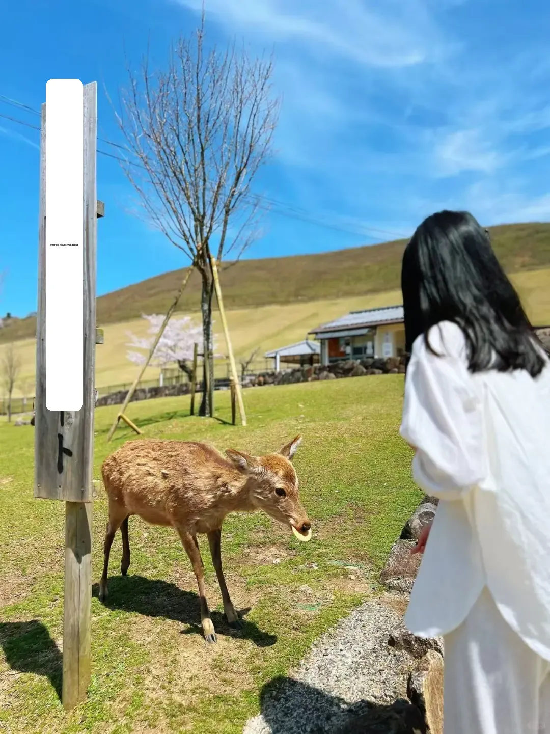 Japan Family Trip | 28 Must-Do Activities for a Family Adventure in Kansai with Kids