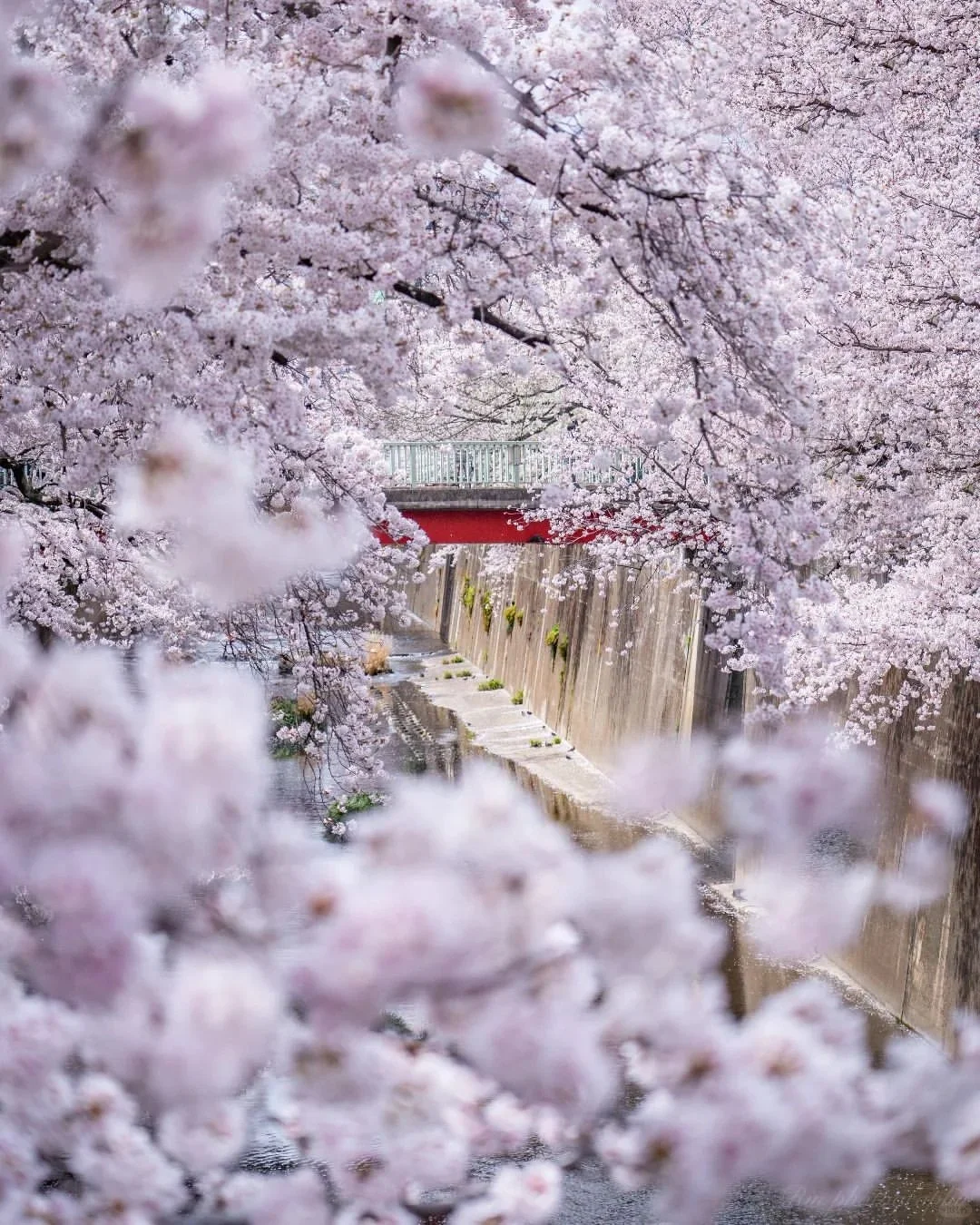 More Than Meguro River! Discover This Hidden Gem for Cherry Blossoms in Tokyo 🌸