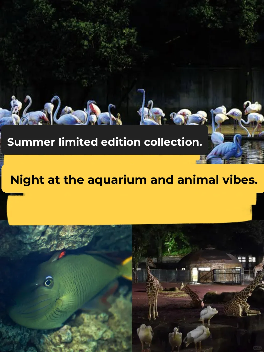 Annual Nighttime Special Opening Day at the Zoo & Aquarium