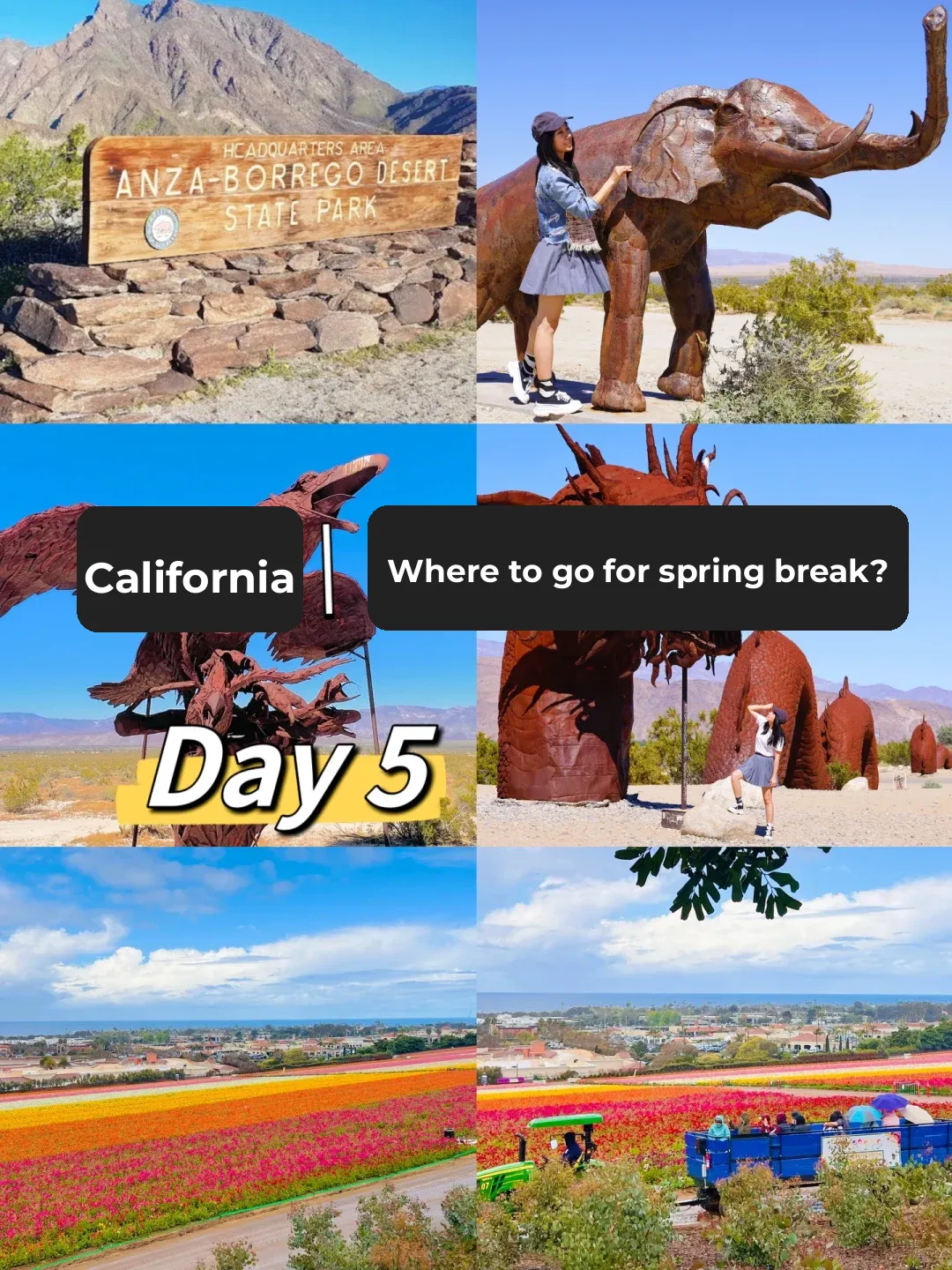 California - San Diego Day 5: Desert Park and Flower Fields