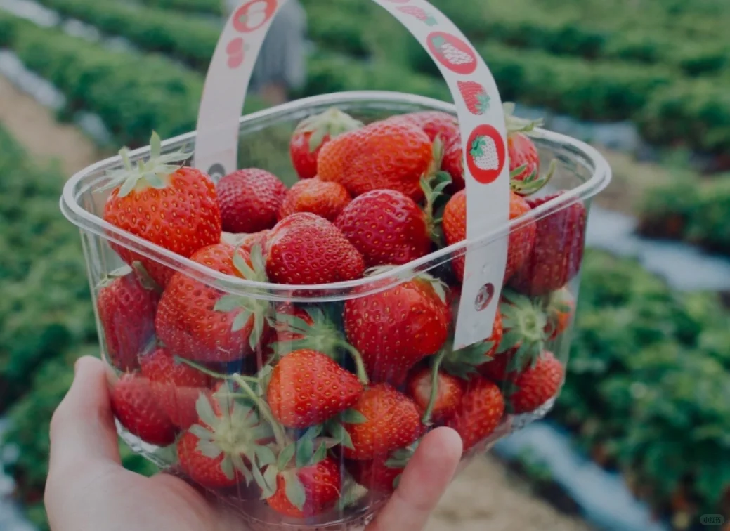 A Trip Around the St. Louis Area – My Sweet Strawberry and Blueberry Rendezvous with Spring