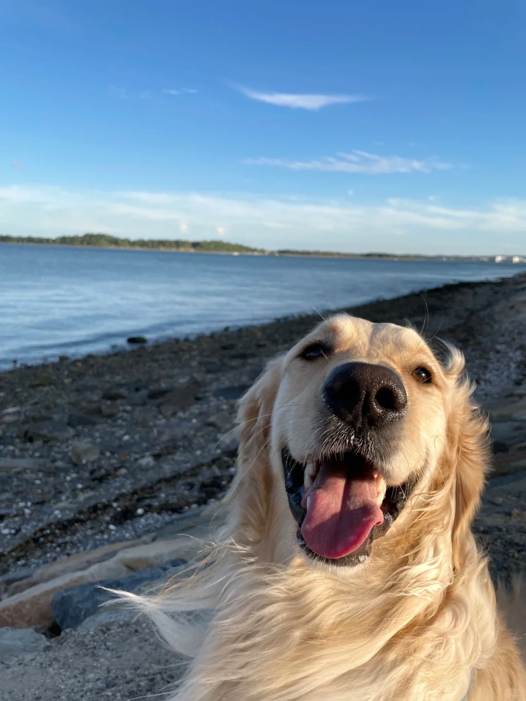 Boston | A Collection of Stress-Relieving Spots Perfect for City Dogs to Stroll 🌊