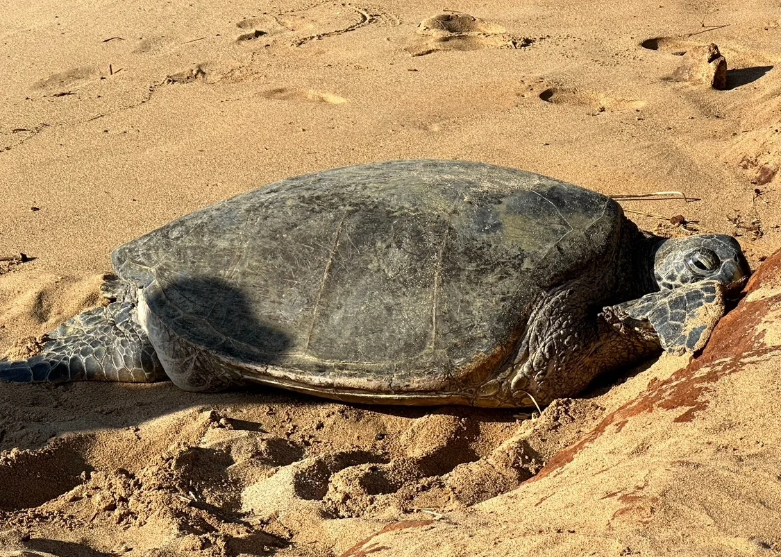 Top Snorkeling Spots in Hawaii for Seniors and Kids