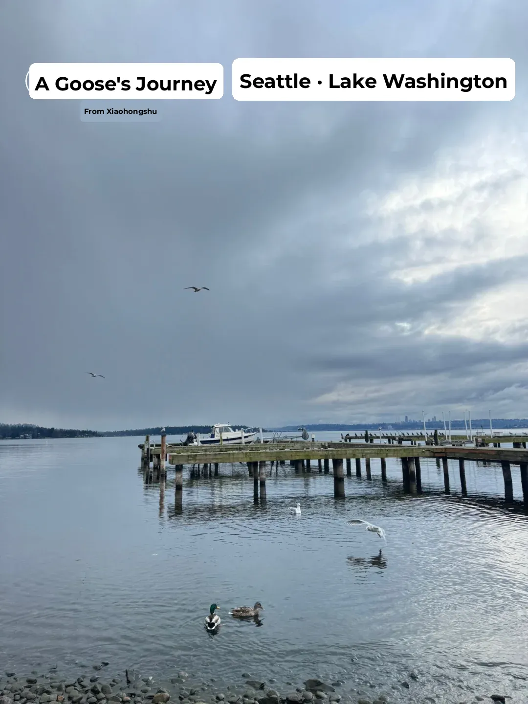 Seattle: Following a Squirrel to Lake Washington After the Snowfall!