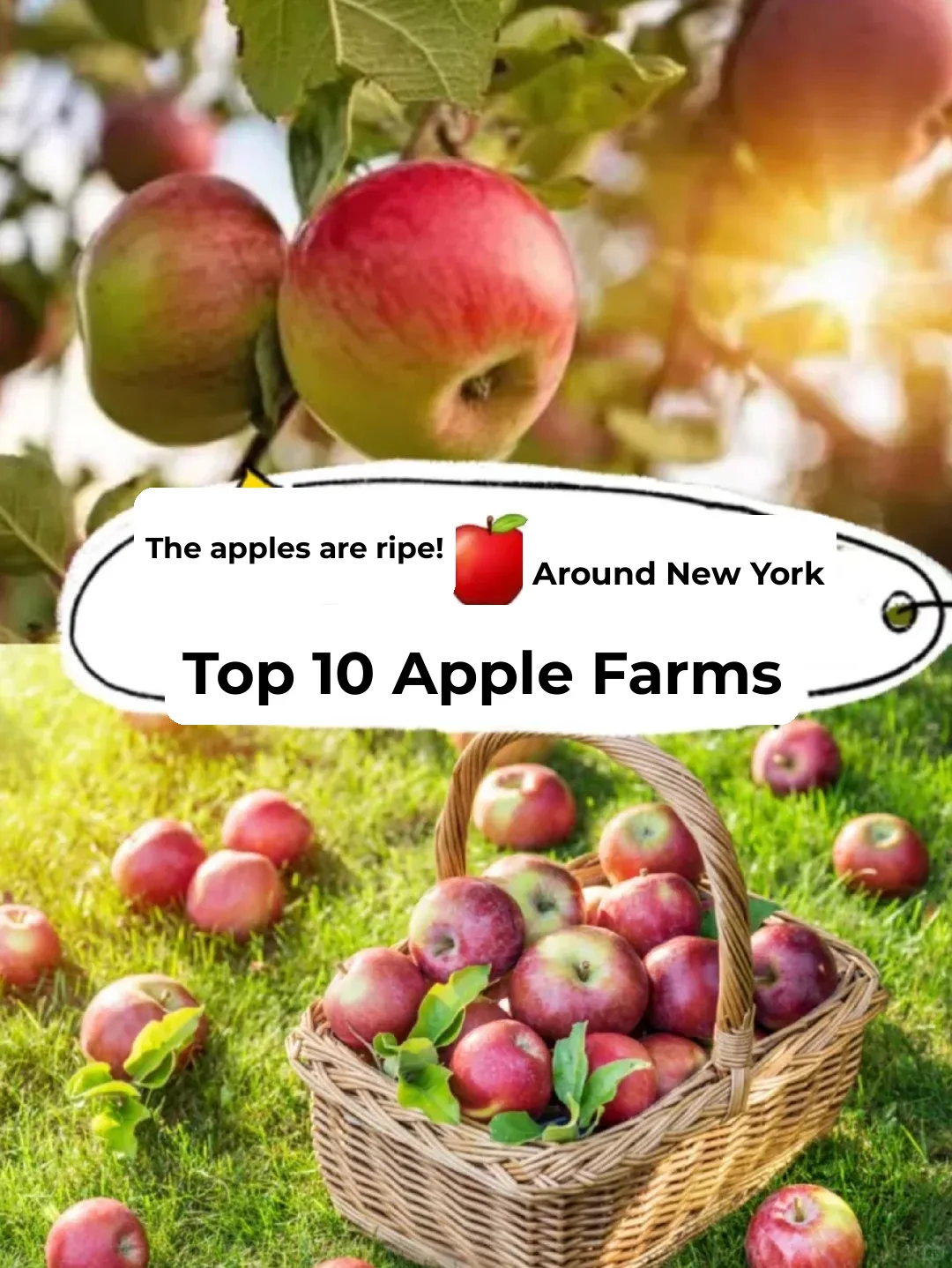 Apples Are Ripe! 🍎 Top 10 Apple Orchards in NYC