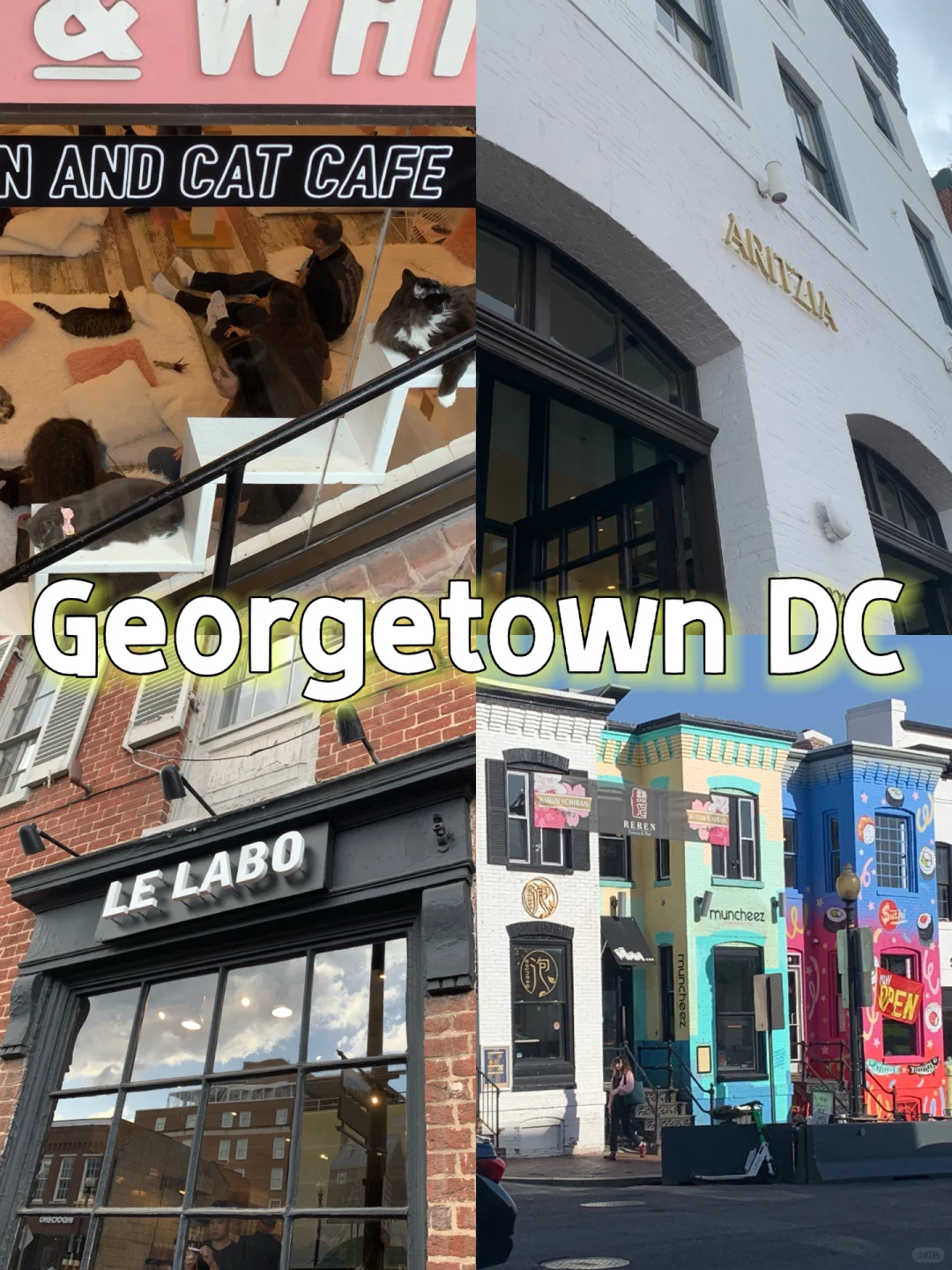 North America Travel｜Georgetown is a Great Place to Explore, Plus a Cat Café