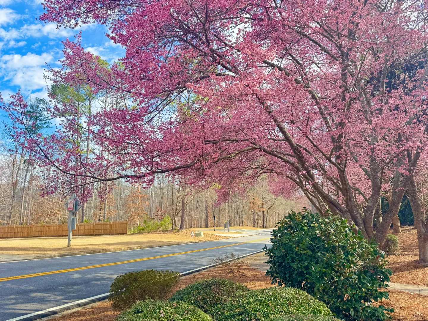 Atlanta's Cherry Blossom Season Is Here~