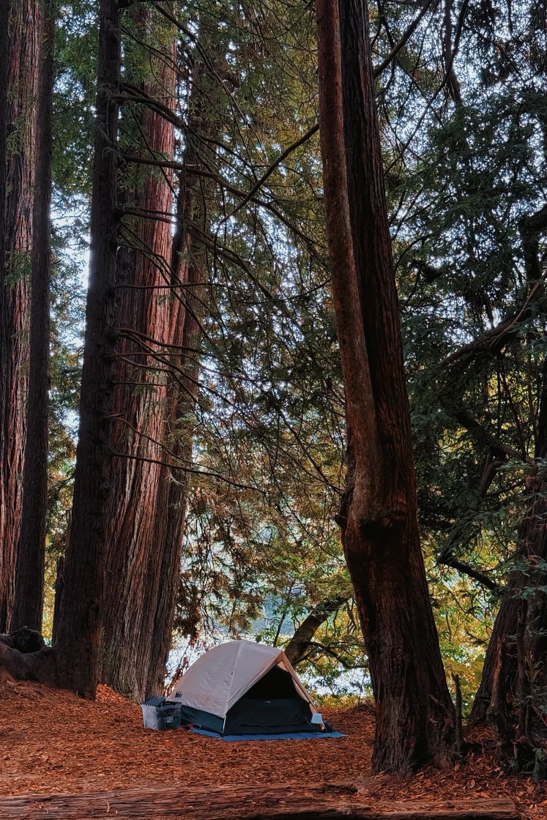 Bay Area Camping ⛺️ — Gualala Point Regional Park