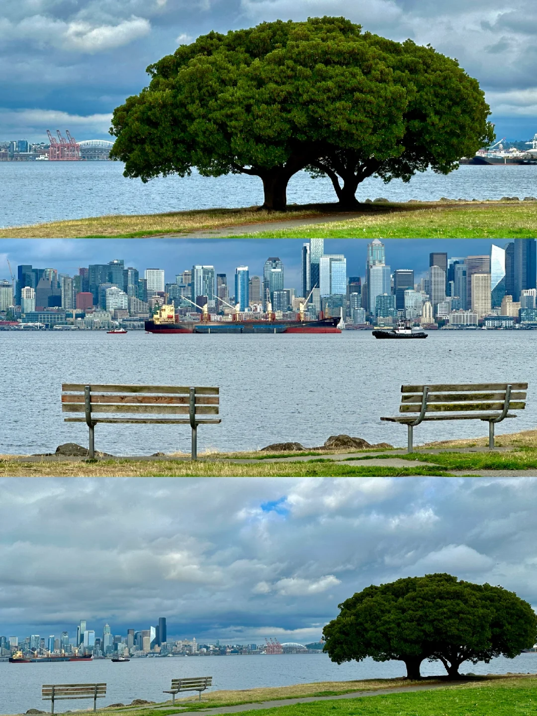 A Stunning Tree at Seattle's Seacrest Park