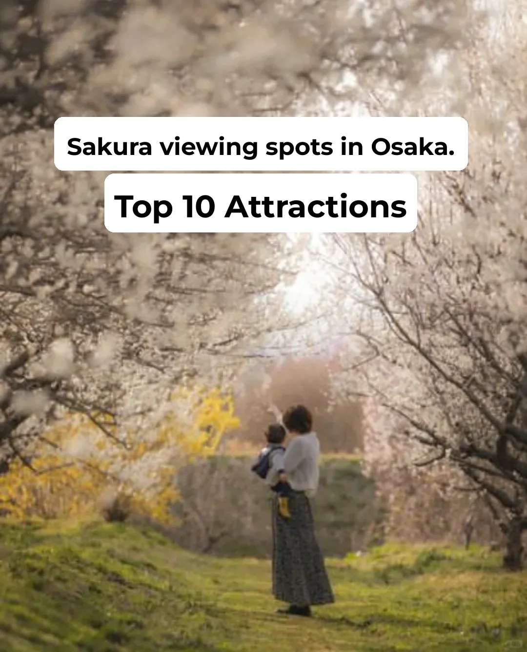 Top 10 Cherry Blossom Spots in Osaka for the Sakura Season