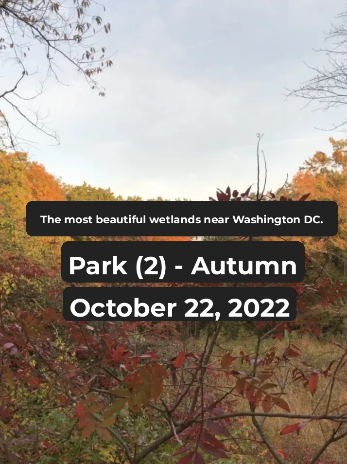 The Most Beautiful Wetland Park Near Washington, DC — (Autumn)