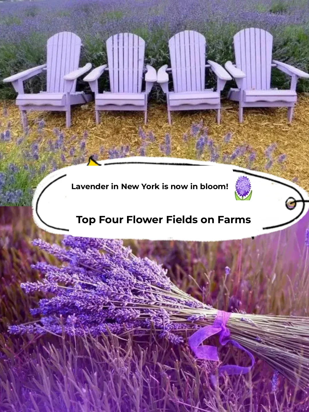 Lavender Blooming 🪻 4 Top Lavender Farms Near NYC