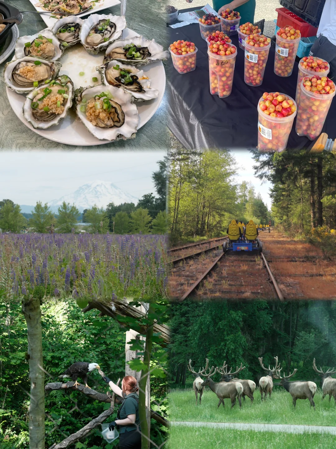 Seattle | 🍒 Rail Bike Drive-Thru Wildlife Safari