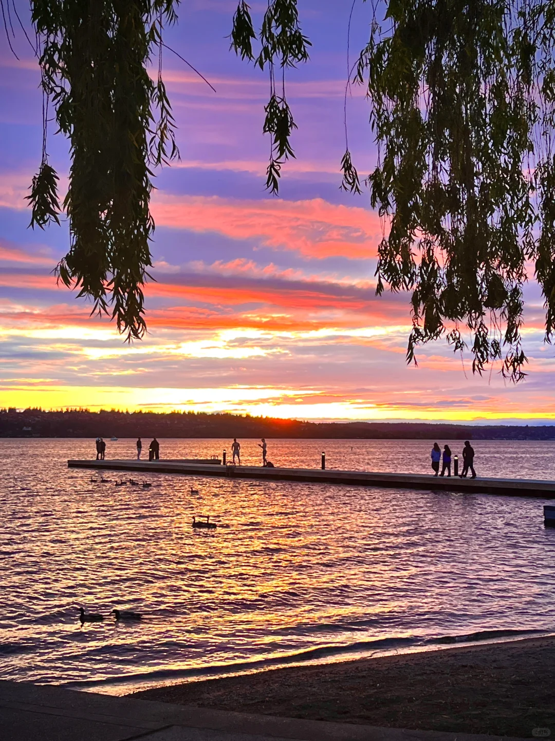 Seattle Lakeside Sunset｜Now You Believe in the 20-Minute Park Theory!