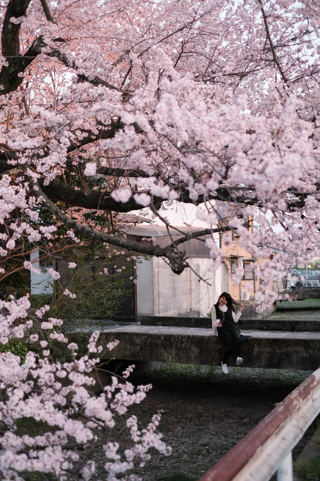 Stop Wandering Around! ‼️ | The Ultimate Guide 🌸 to Cherry Blossom Bloom Spots in Kyoto