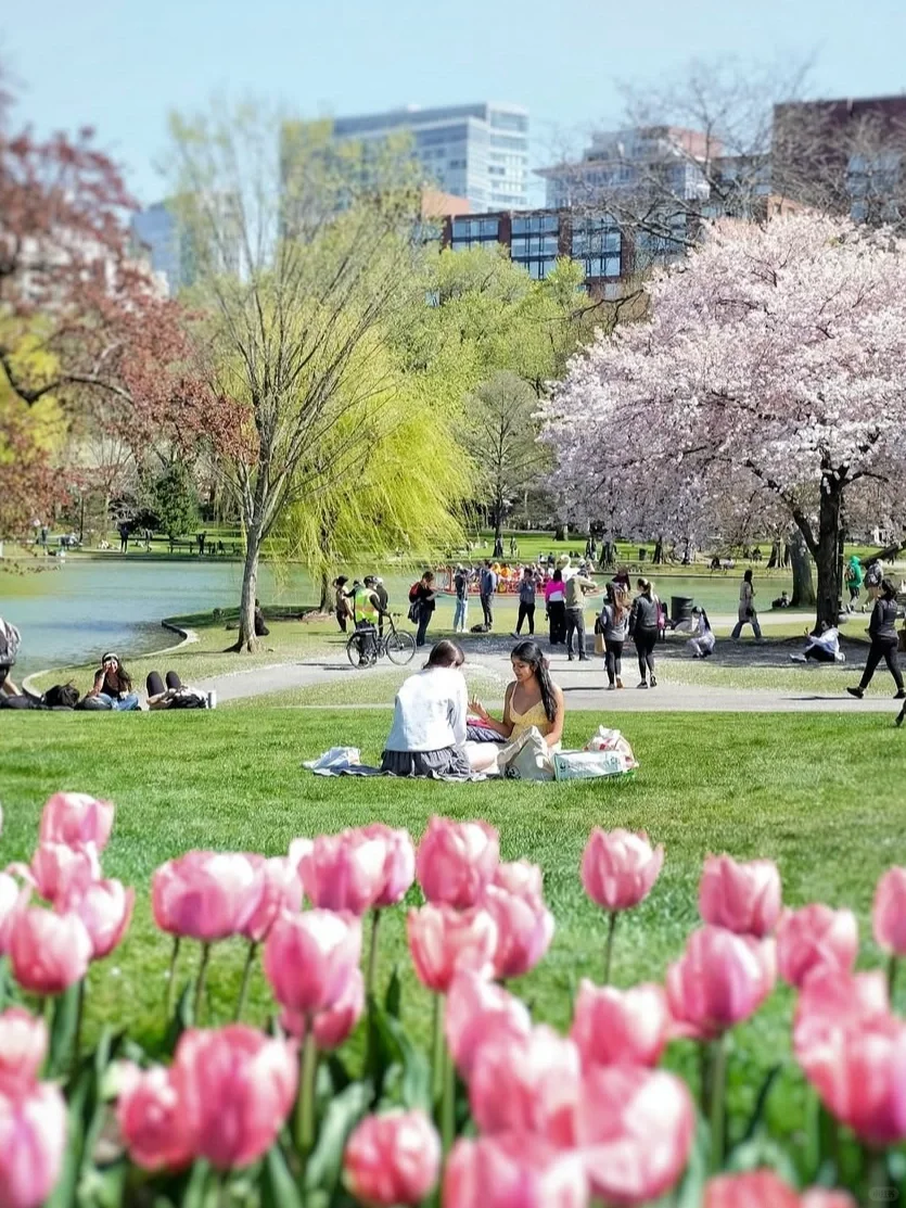 Springtime Boston Citywalk🌸 Blossom Viewing Route🌳