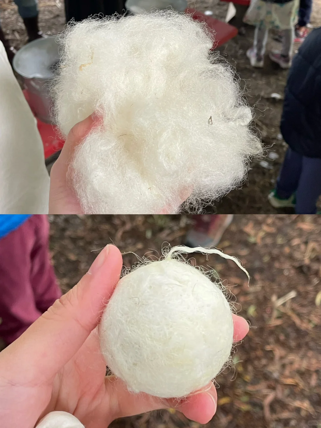 Annual Shearing Day in the Bay Area