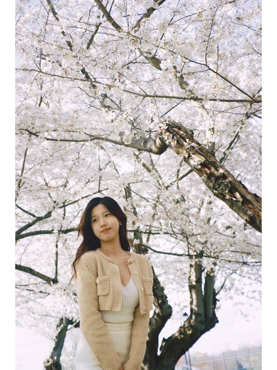 Complete Guide to Cherry Blossoms in Ohio | A Film-Inspired Cherry Blossom Season 🌸