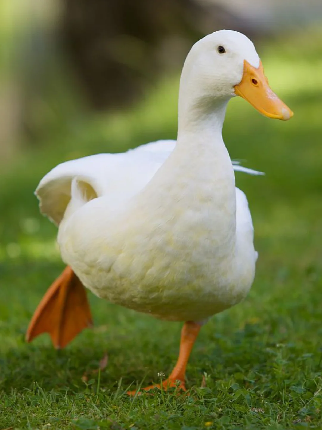 A Quick Review of St. Louis' Duck Cuisine